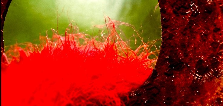 Bild Ausstellung Roter Faden