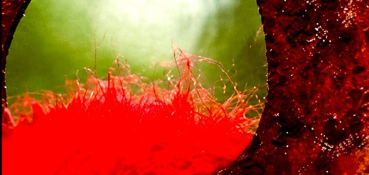 Bild Ausstellung Roter Faden
